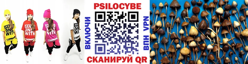 Галлюциногенные грибы Psilocybine cubensis  Юрга 